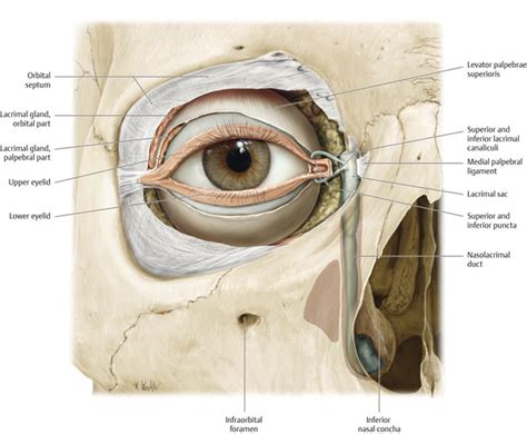 Superior Tarsal Plate