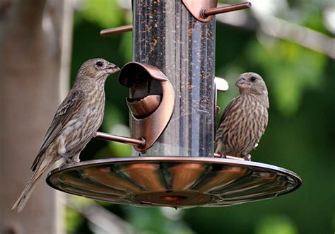 Different Bird Feeder Types - Birding Deport