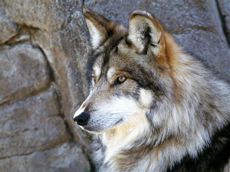 The Majestic Beautiful Gray Wolf HD desktop wallpaper : Widescreen ...