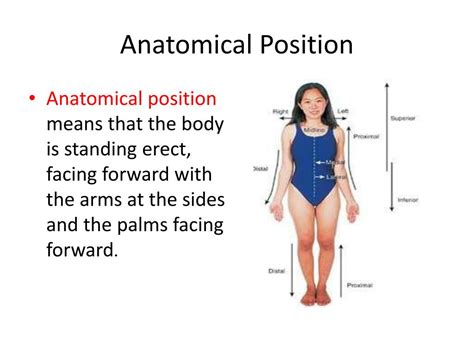 Anatomical Position Terms