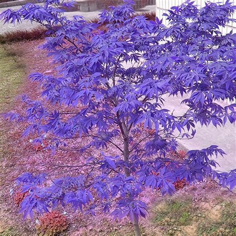 30Pcs Purple Maple Seeds Rare Color Beautiful Purple Ghost Bonsai ...