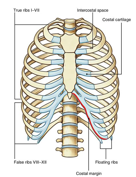 ribs anatomy