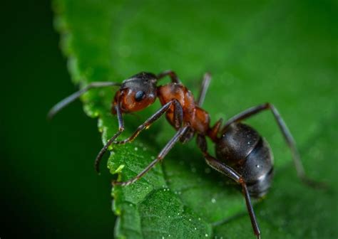 Do Ants Sleep? – My planet blog