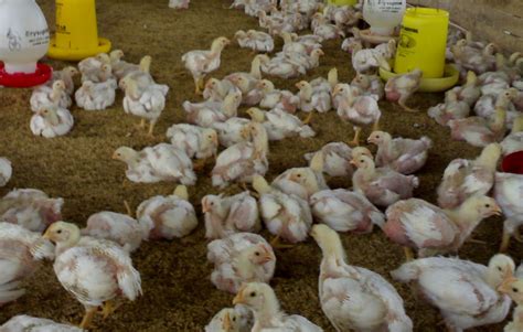 Cara Pembesaran Ayam Pedaging (Broiler) - Global Info