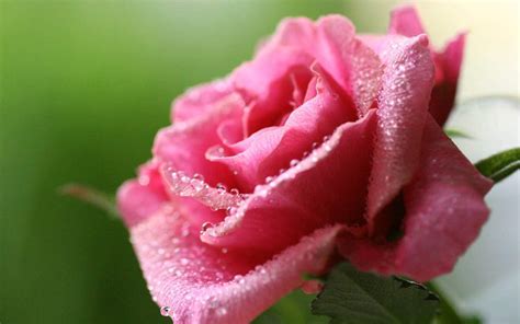 Moons Flower: Rose Flower