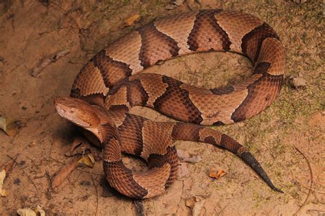 Copperhead snake bites 7-year-old girl playing at Brown County State ...