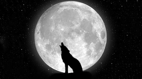 Dark Wolf Wallpaper - WallpaperSafari