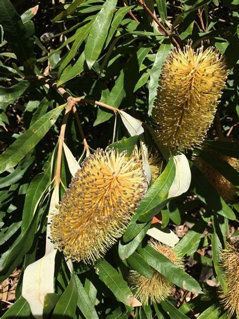 PlantFiles Pictures: Banksia Species, Coast Banksia, White Banksia ...