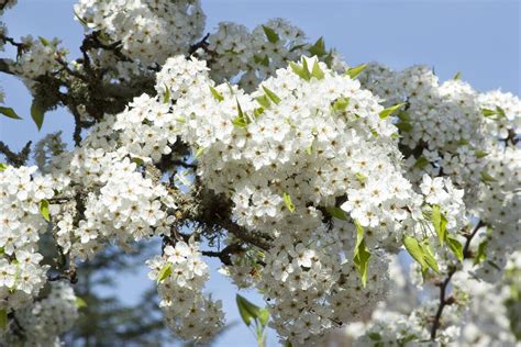 Bradford Flowering Pear, Pyrus calleryana 'Bradford', Monrovia Plant