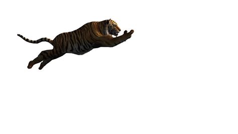 Tiger Jumped To Attack Prey,wildlife Animals Habitat. Cg_02044 Stock ...