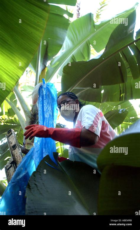 Fairtrade banana farmer, St Vincent Stock Photo - Alamy