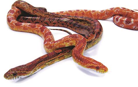 Corn snakes | Australia is renowned for its spectacular natu… | Flickr