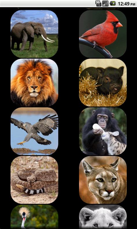 Zoo Animal Sounds: Amazon.co.uk: Appstore for Android