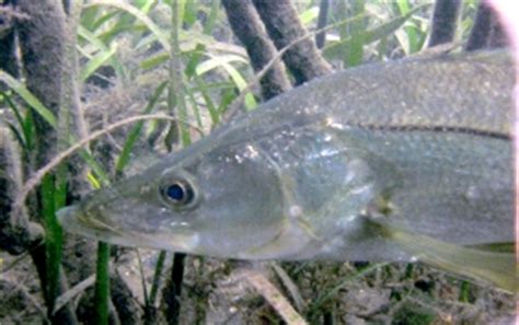 Common Snook - Centropomus undecimalis - Caribbean Fish Identification USVI