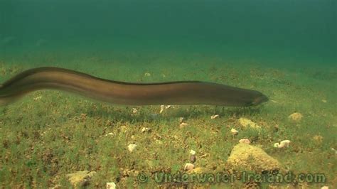 Feeding freshwater eel underwater in wild. Fish camera. Угорь подводой. - YouTube