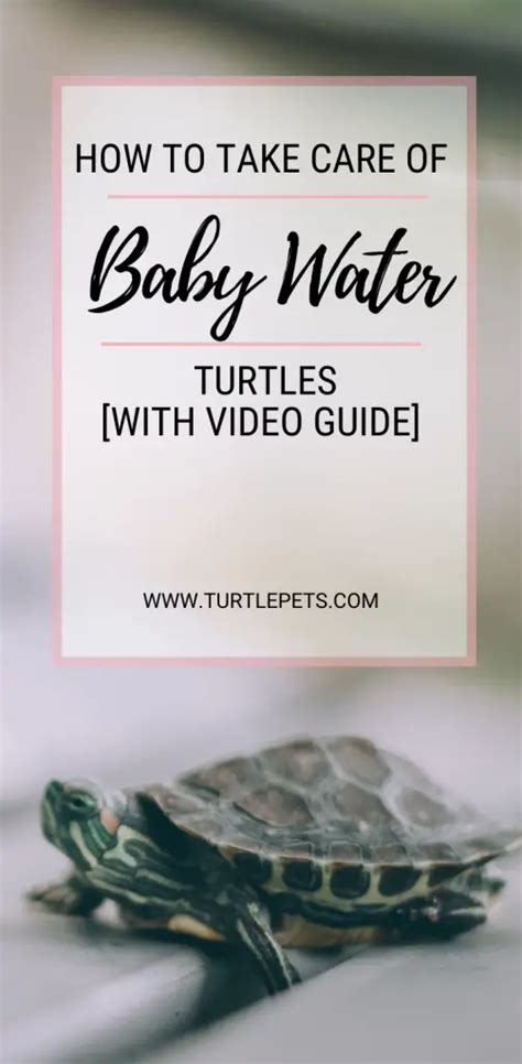 How To Take Care Of Baby Water Turtles [With Video Guide] | TurtlePets