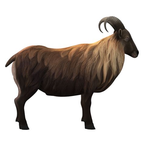 Himalayan Mountain Goat isolated on a Transparent Background 23839765 PNG