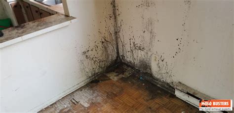 Black Mold - Pictures, Causes and Signs (Ultimate Guide)