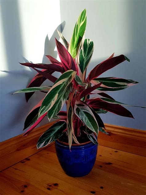 My Stromanthe Triostar came in mail today and she is absolutely GORGEOUS! : r/houseplants