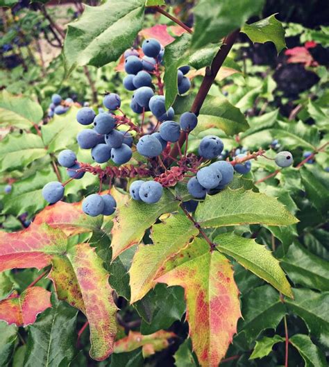 Foraging for Oregon Grape