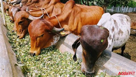 Animal Quarantine Certification Services Inaugurated in Bengaluru