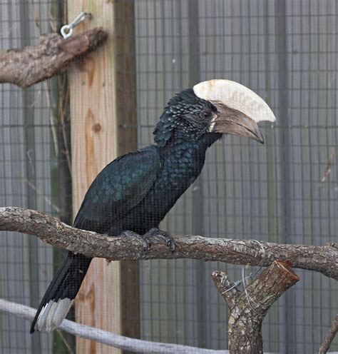 Pictures and information on Silvery-cheeked Hornbill