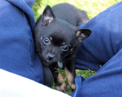 Black Chihuahua Mix Breeds - Pets Lovers