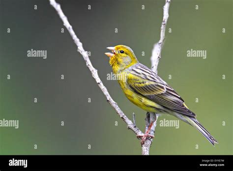 Singing Canary High Resolution Stock Photography and Images - Alamy