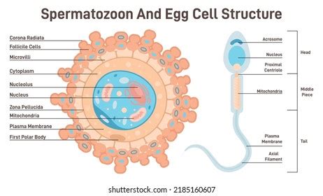 Human Female Egg Diagram