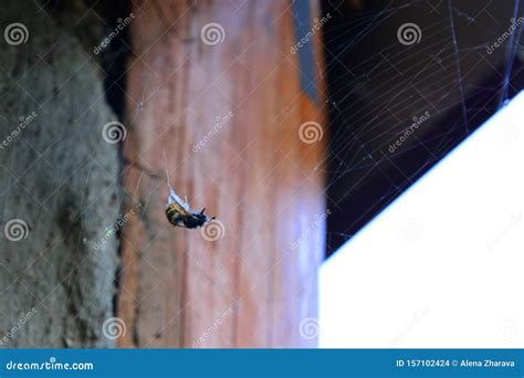 Wasp in a spider web stock photo. Image of natural, green - 157102424