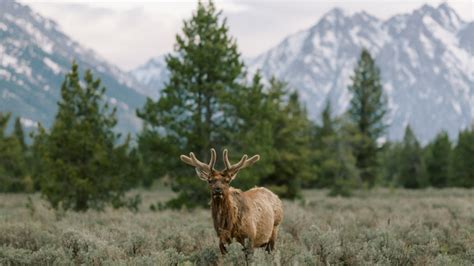 Yellowstone National Park Reopens (South Entrance) | The Virginian Lodge