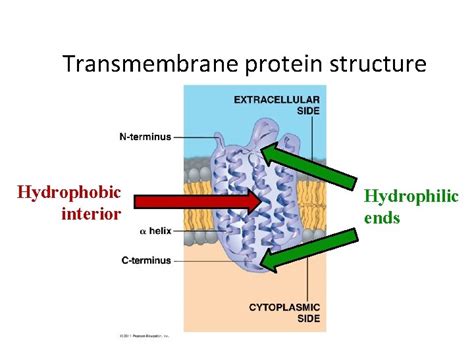 Chapter 7 Membrane Structure and Function Cell Membrane