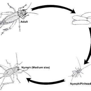 Cricket Life Cycle Diagram