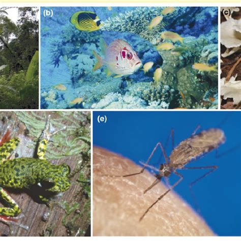 (PDF) Cryptic species as a window on diversity and conservation