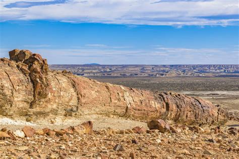 Made in stone! The world's most breathtaking petrified forests