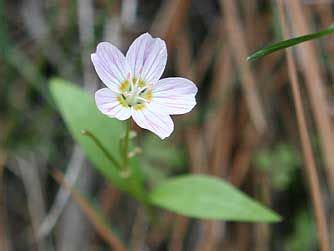 Eastern Washington wildflowers | Wild flowers, Trees to plant, Xeriscape