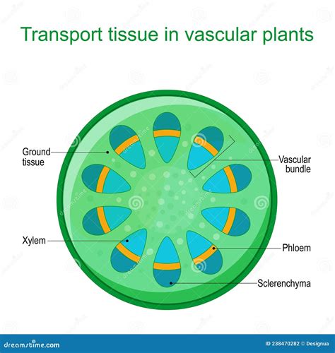 Vascular Tissue System Of Plants Vector Illustration | CartoonDealer ...