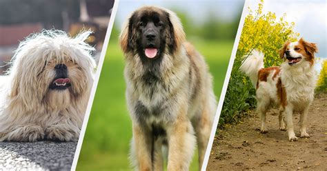 25 German Dog Breeds – PureWow