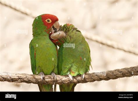 Kissing parrots hi-res stock photography and images - Alamy