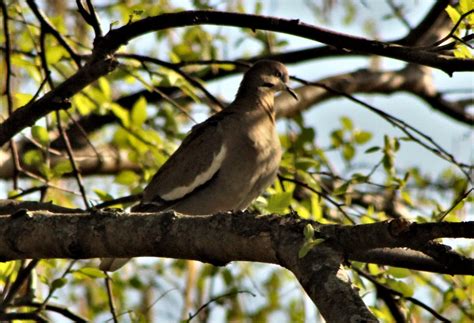 eBird Checklist - 4 May 2018 - At HOME - 20 species