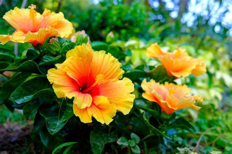 Hibiskus pflanzen und pflegen - So wird's gemacht