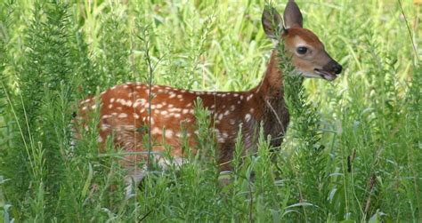 Deer Movement and Habitat – Georgia Wildlife Blog