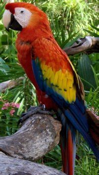 The Scarlet Macaw is a Popular parrot