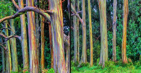 Rainbow Eucalyptus Trees Are One Of The Most Colorful Trees - Small Joys