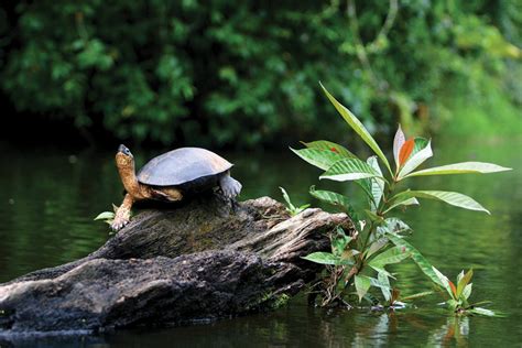 Tortuguero National Park wildlife location in Costa Rica, Latin America | Wildlife Worldwide