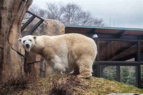 16-Year-Old Polar Bear, Kobe, Dies At Lincoln Park Zoo - CBS Chicago