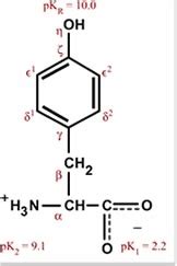 Amino Acids - Tyrosine