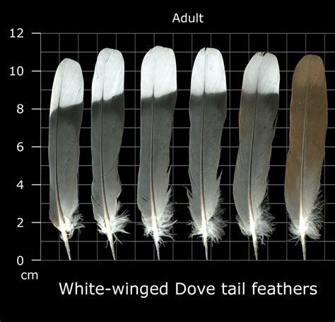 The Feather Atlas - Feather Identification and Scans - U.S. Fish and ...