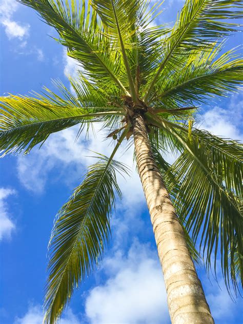 Tropical Palm Tree Free Stock Photo - Public Domain Pictures