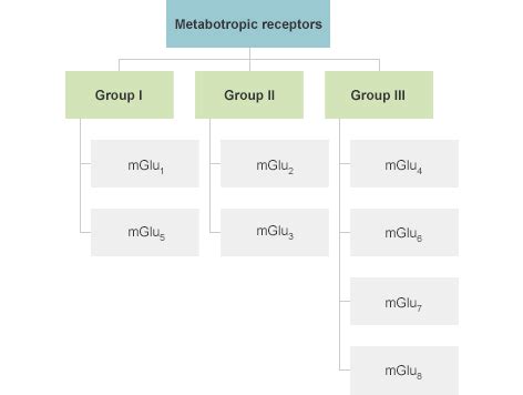 Ionotropic and metabotropic glutamate receptors | Abcam